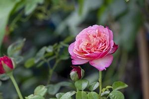 schoonheid zacht roze roos multi bloemblaadjes abstracte vorm met groene bladeren in de botanische tuin. symbool van liefde in valentijnsdag. zacht geurend aroma flora. foto