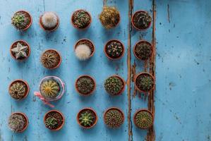 veel kleine schattige cactussen en vetplanten in potten foto