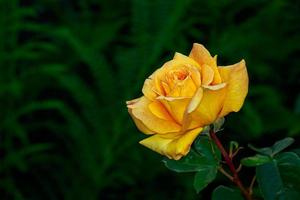 prachtige roos in volle bloei foto