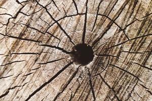 boomringen oude verweerde houtstructuur met de doorsnede van een gesneden log foto