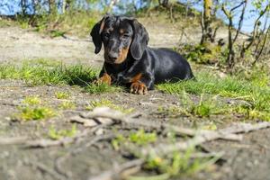 jonge teckel rusten en chillen. foto