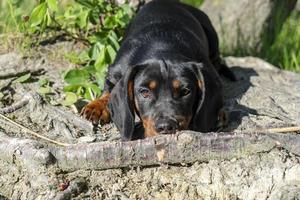 teckel pup close-up portret. foto