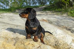 jonge teckel rusten en chillen. foto