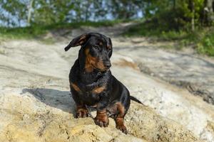 jonge teckel rusten en chillen. foto