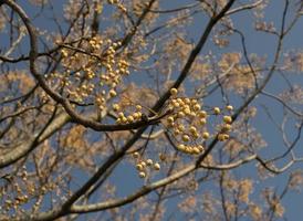 vruchten aan de takken van de paradijsboom in de winter, melia azedarach foto