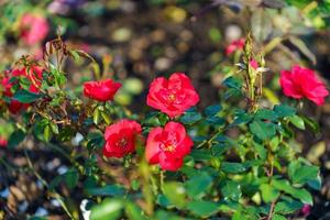 delicate rode roos op een bloembed foto