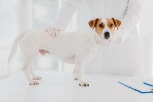 bijgesneden afbeelding van professionele dierenarts arts onderzoekt zieke rashond in kliniek, pose in de buurt van witte tafel met klembord voor het schrijven van notities. dier medisch onderzoek, controle en behandeling concept foto