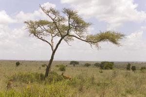 eenzame boom in de Afrikaanse savanne van Kenia foto