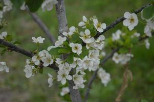 lentebloemen bloeiden in de tuin in het dorp foto