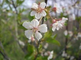 lentebloemen bloeiden in de tuin in het dorp foto