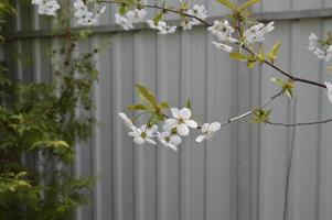 lentebloemen bloeiden in de tuin in het dorp foto