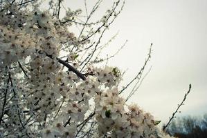 mooie sakura bloemen, kersenbloesem foto