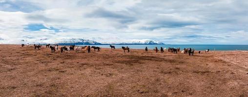 prachtige ijslandse paarden die rondrennen in het veld. foto