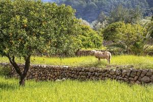 schapen grazen door sinaasappelbomen die groeien op grasveld in boomgaard tegen bos foto