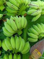 groep groene rauwe banaan op een bananenblad foto