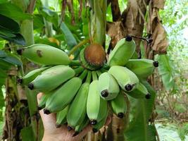 groene rauwe banaan op de achtergrond van het bananenbos foto