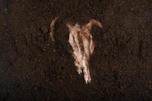 dierlijke botten in het bodemconcept van dood en halloween foto