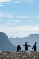 drie pinguïns foto