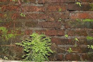 plant op oude bakstenen muur foto