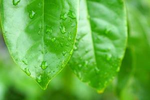 waterdruppels op bladeren in het regenseizoen Wereldmilieudag foto