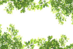 wereld milieu day.green bladeren op een witte achtergrond foto
