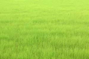 groene rijst in het veld foto