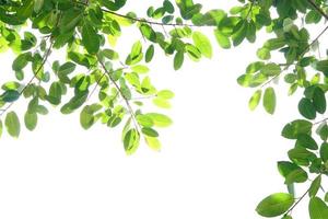 wereld milieu day.green bladeren op een witte achtergrond foto