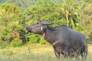 grote buffel op de weide foto