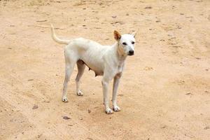 witte hond op straat foto