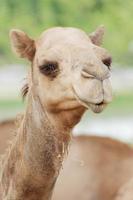 close-up kameel in een dierentuin foto