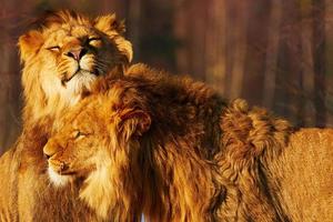 twee leeuwen dicht bij elkaar foto