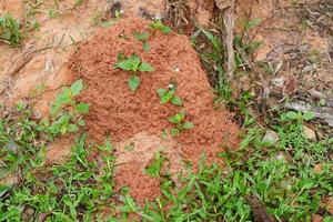 termietennesten die aarde gebruiken om te nestelen foto