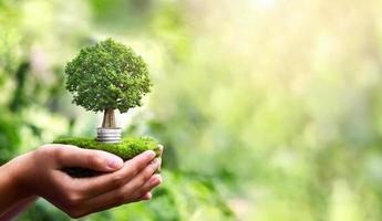 hand met gloeilamp met boom groeien en zonneschijn in de natuur. bespaar energie en bescherm het eco-concept van het milieu foto