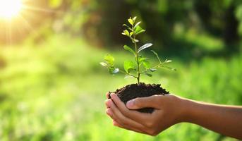 eco aarde dag concept. hand met jonge plant in zonneschijn en groene natuur achtergrond foto