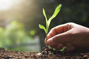 hand met jonge maïs voor het planten in de tuin foto