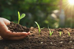 hand met jonge maïs voor het planten in de tuin met zonsopgangachtergrond foto