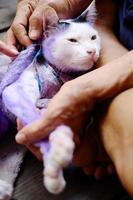 dermatitis en behandel paarse pil voor katten met zieke tinea of ringworm op kattenhuid. foto