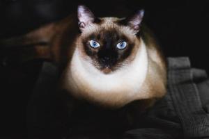 siamese kat met blauwe ogen zittend op de vloer foto