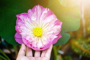 vrouw hand met waterlelie bloem in fontein vijver mooi in de groene natuur achtergrond foto