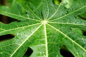 verse papajabladeren en waterdauwdruppels met zonlicht in de tuin foto