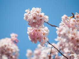 bosjes kersenbloesems foto