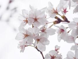 witte kersenbloesems aan een boom foto