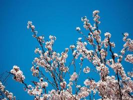 lichtroze kersenbloesem met blauwe lucht foto