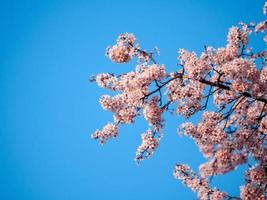 kersenbloesems op een tak foto