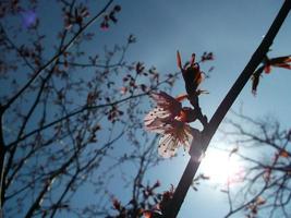 bloemen op sakura takken tegen een blauwe hemelachtergrond. lente. foto