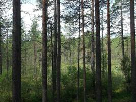 uitzicht op het bos door de bomen. wandelen en wandelen foto