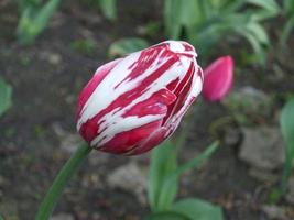 een mooie tulp. lente bloem foto