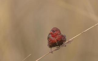 rode avadavat of amandava amandava mannelijke vogel zitstokken op droge struiken in het bos. foto