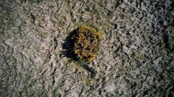 Schotse wilde gaspeldoorn van bovenaf foto