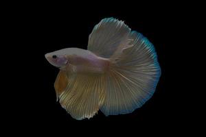 betta-vissen zijn wit met blauw op de staart foto